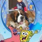 Beethoven, Iker, Bob Esponja y Patricio